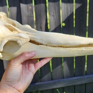 Natural Bone Reptile Decor
